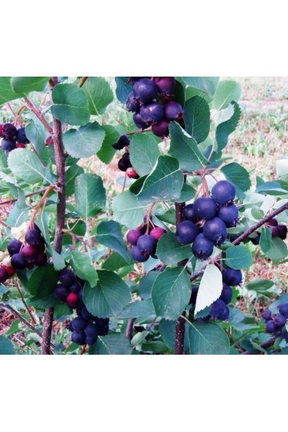 Ірга вільхолиста Хонейвуд опис